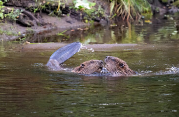 Beavers wrestling in a river © Digital Nature 