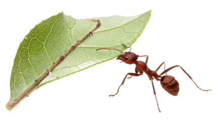 ants, isolated on a transparent background PNG
