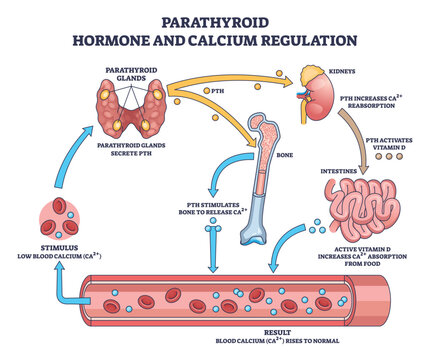 Parathyroid hormone calcium regulation shown, PTH from glands targets bone, kidneys, intestines to restore blood Ca2and, key objects are parathyroid glands, bone, kidney. Outline diagram