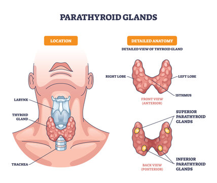 Parathyroid glands outline shows thyroid location, anterior and posterior views, highlighting lobes, isthmus and parathyroid pairs, main objects, thyroid gland, parathyroids, trachea. Outline diagram