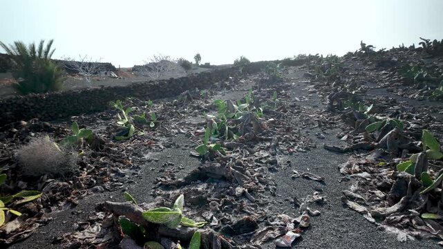 Dry and dead cactus crops on the arid volcanic soil of Lanzarote, Canary Islands, showing the devastating effects of climate change, drought, and extreme heat on agriculture
