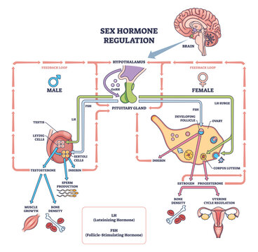 Sex hormone regulation overview illustrating hypothalamus pituitary axis controlling ovaries and testes via LH-FSH feedback loops, key objects, brain, pituitary gland, gonads. Outline diagram