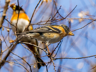 枝にとまるアトリ