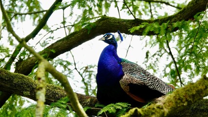 Obraz premium Pfau, männliches Tier in der Balz