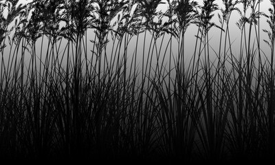 Abstract black and white textured background resembling tall grass or reeds