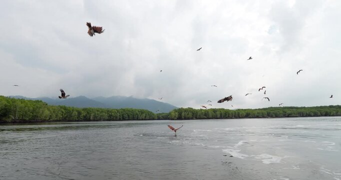 Numerous Brahminy kites circling above and swooping low toward water after bait pieces thrown out to attract them for tourists. Slow motion shot shows their flight and dives over calm waters