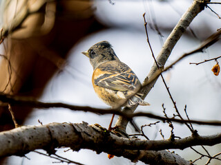 枝にとまるアトリ