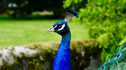 Fototapeta premium Pfau, männliches Tier in der Balz