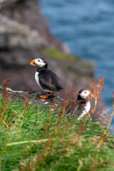 Fototapeta premium Atlantic Puffin on Faroe Islands Coastline