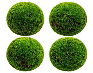 Four round pieces of vibrant green moss