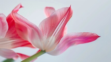 Pink Tulip Unfurling: A close-up of an exquisite pink tulip, revealing its delicate petals and intricate details against a soft background, celebrating spring's gentle touch.