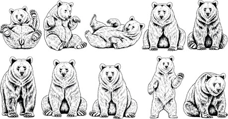 Realistic bear illustration set, black and white vector drawings of bears in various poses with detailed fur texture for nature, wildlife, or education themes