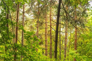 Obraz premium Amazing mountain forest in early autumn day.