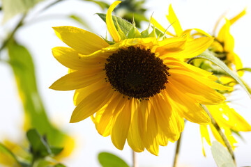 Naklejka premium Magnificent sunflower in the morning sun with dew on the petals, mature sunflower in full bloom, blooming sunflower with small drops of water on the petals, Helianthus annuus