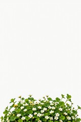 Vibrant Cluster White Flowers with Green Foliage