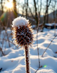 Closeup Snowcovered Spiky Seed Pod Winter Landscape