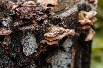 Mushrooms on a stump close-up. Autumn background.
