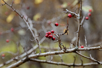 A macro photo of a branch with a cluster of ripe red berries in an autumn forest. The berries stand out against a blurred, neutral background, among dry, thorny branches, highlighting the seasonal con
