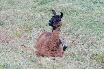 Alpaca resting in a field on a hot day