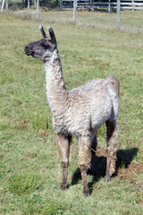 Curious alpaca in a field