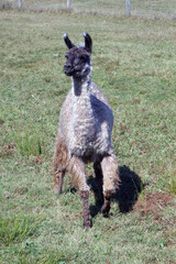 Curious alpaca in the field