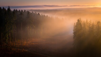 Obraz premium Misty forest landscape at sunrise with fog hanging over the trees, creating a serene and ethereal atmosphere in the wilderness