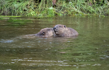 Beavers wrestling in a river © Digital Nature 