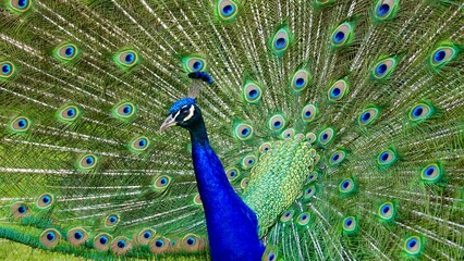 Fototapeta premium Pfau, männliches Tier in der Balz