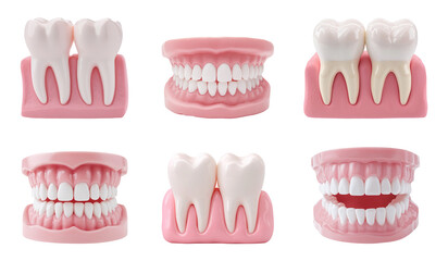Teeth and gums dental model isolated