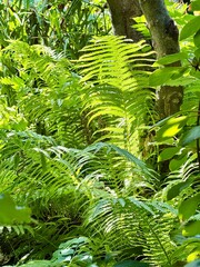 fern leaves in the forest