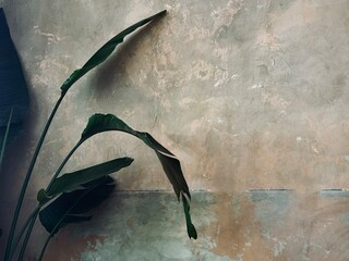 grunge background with green flower, textured wall