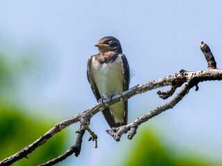 枝にとまるツバメ