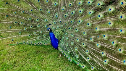 Pfau, m&auml;nnliches Tier in der Balz