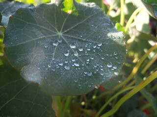 Round green leaf with visible veins covered in morning dew drops, illuminated by sunlight in a natural garden setting