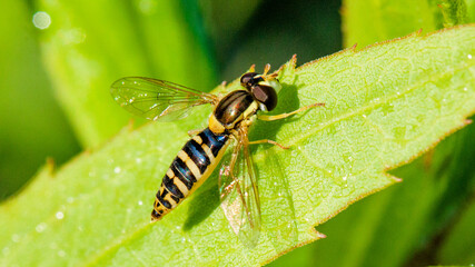 fly on leaf