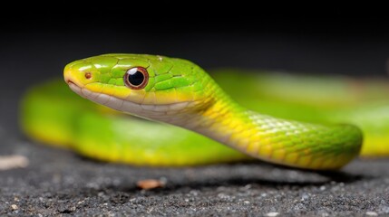Fototapeta premium Vibrant green snake close up portrait against a dark background