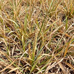 Dense Grass with Seed Heads Bright Natural Light
