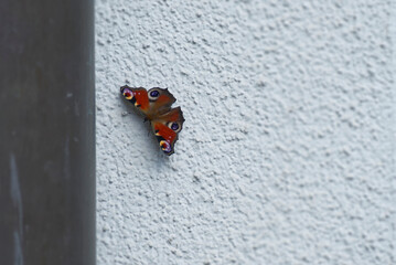 European peacock butterfly (Aglais io) perched on wall in Zurich, Switzerland