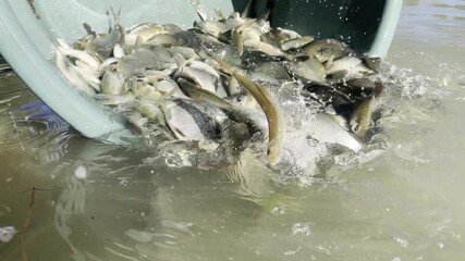 Whitefish are poured into a lake from a basin, illustrating fish restocking operations led by local fishing associations to sustain aquatic ecosystems and angling activity.