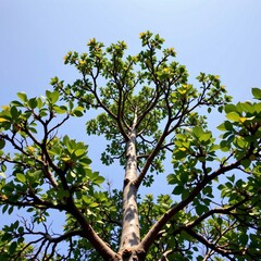 Lush Tree Branches Against Clear Blue