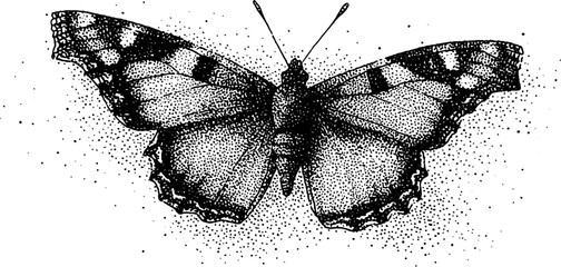 Detailed dotwork butterfly illustration with stippling technique for art and design