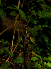 dragonfly on the tree