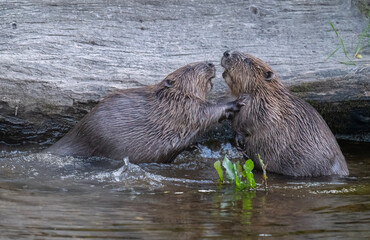 Beavers wrestling in a river
