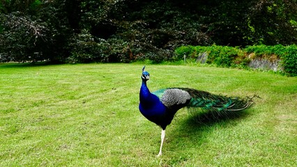 Obraz premium Pfau, männliches Tier in der Balz