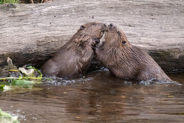 Beavers wrestling in a river © Digital Nature 