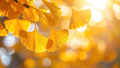 Gingko Leaves Lit by Sunlight Creating a Bokeh Effect with Soft Focus and Warm Tones in a Naturally Bright Outdoor Setting for Golden Light Effects