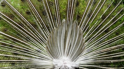 Obraz premium Pfau, männliches Tier in der Balz