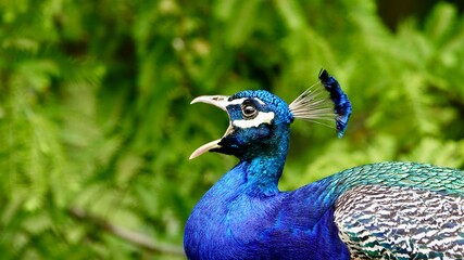 Obraz premium Pfau, männliches Tier in der Balz