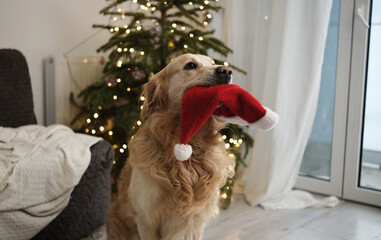 Cute Golden Retriever Holding Santa Hat In Mouth