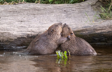 Beavers wrestling in a river © Digital Nature 